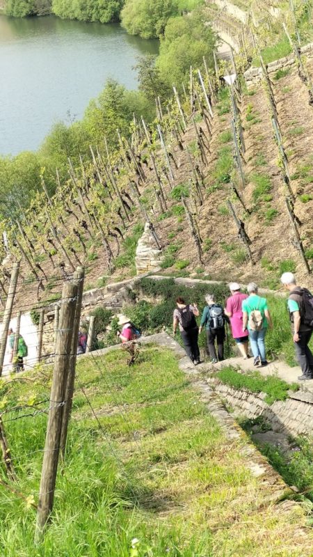 Weinberge